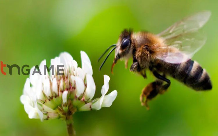 آیا زنبورها پس از نیش زدن، واقعاً می‌میرند؟ – تی ام گیم