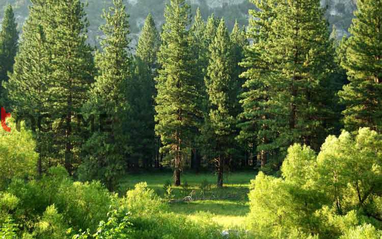 درختان ازطریق ذخیره آب، با سطوح بالای دی‌‌اکسید کربن سازگار می‌‌شوند – تی ام گیم