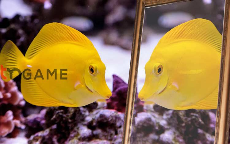 ماهی‌ها خودشان را در آینه تشخیص می‌دهند – تی ام گیم